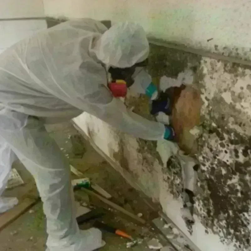 Mold Remediation and Removal in Opelika, AL